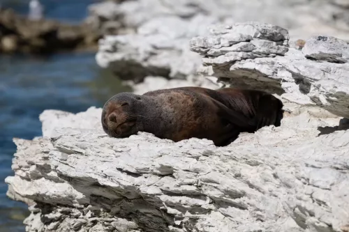 27 - 30 March kiakoura New Zealand