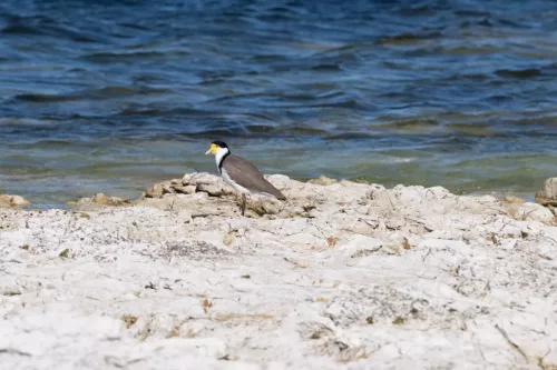 27 - 30 March kiakoura New Zealand