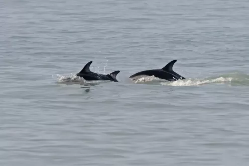 27 - 30 March kiakoura New Zealand