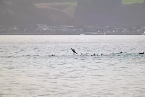 27 - 30 March kiakoura New Zealand