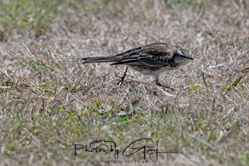 11-13 March 2025, South Island, New Zealand, Caitlin's - New Zealand Pipit