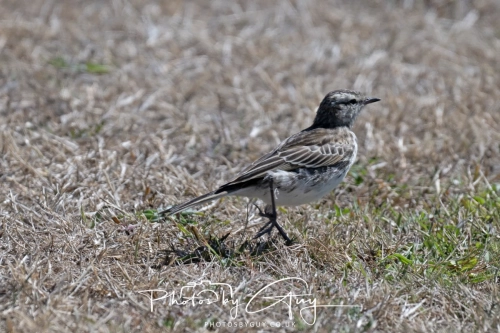 NZY_0343-(111-13 March 2025, South Island, New Zealand, Caitlin's - New Zealand Pipit