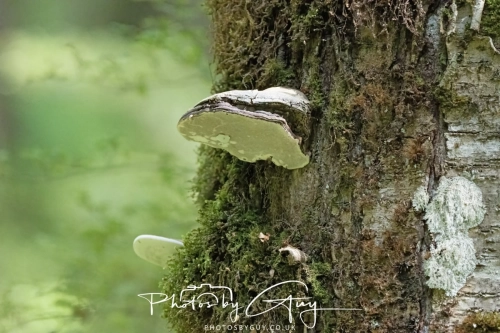 March 2025 : Lake Te anau, New Zealand - Fungi