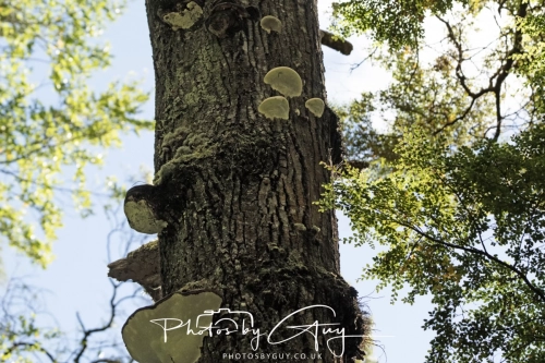 March 2025 : Lake Te anau, New Zealand - Fungi