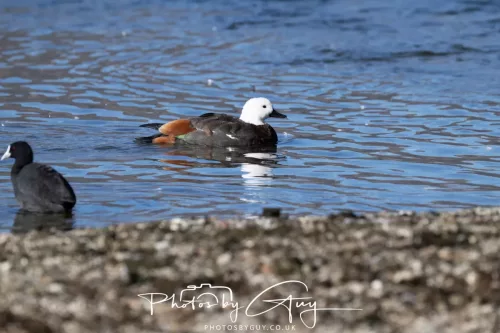 IMG_2941-March 2025, New Zealand South Island - Wanaka - Paradise Duck