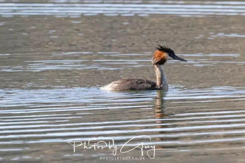 March 2025, New Zealand South Island - Wanaka - Great Crested Grebe