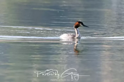 March 2025, New Zealand South Island - Wanaka - Great Crested Grebe