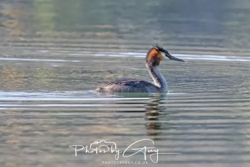 March 2025, New Zealand South Island - Wanaka - Great Crested Grebe