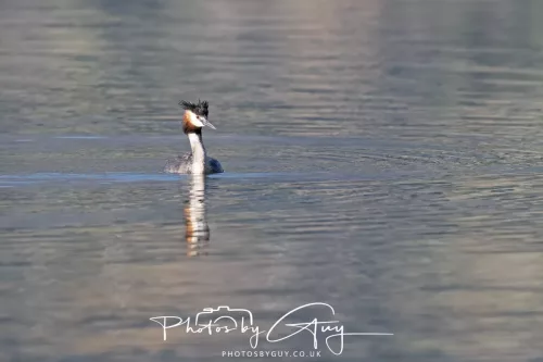 March 2025, New Zealand South Island - Wanaka - Great Crested Grebe
