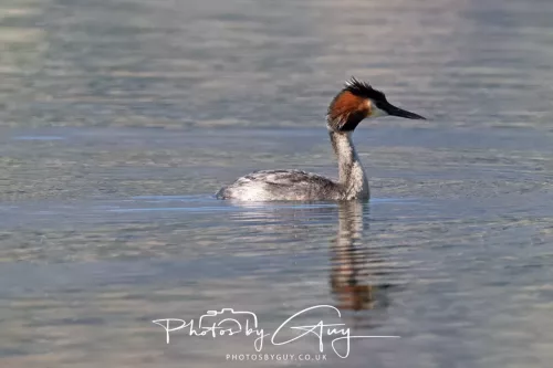 March 2025, New Zealand South Island - Wanaka - Great Crested Grebe