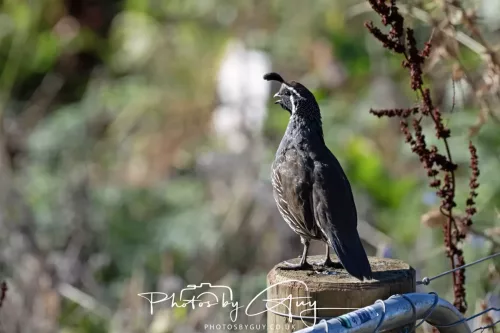 March 2025, New Zealand South Island - Wanaka - California Quail