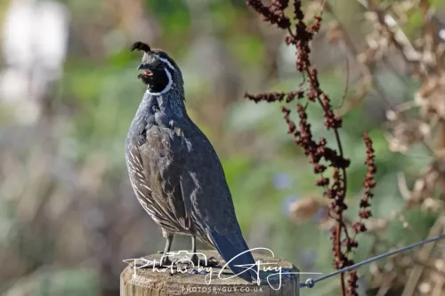 March 2025, New Zealand South Island - Wanaka - California Quail
