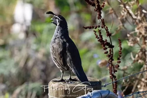 March 2025, New Zealand South Island - Wanaka - California Quail