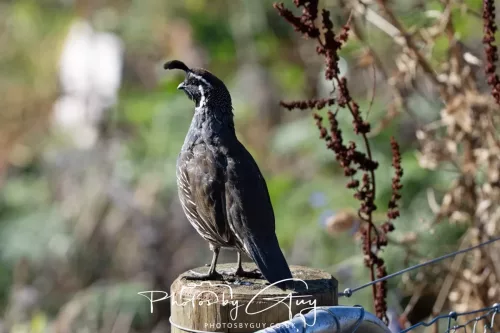NZY_8737March 2025, New Zealand South Island - Wanaka - California Quail