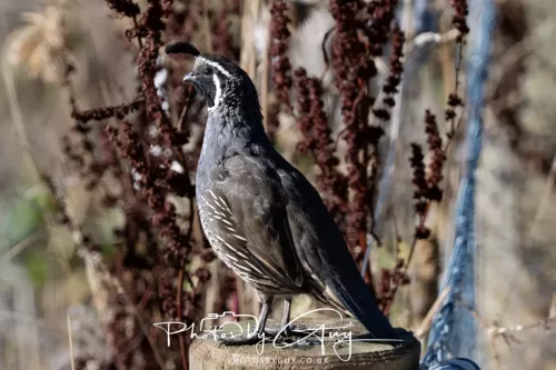 March 2025, New Zealand South Island - Wanaka - California Quail