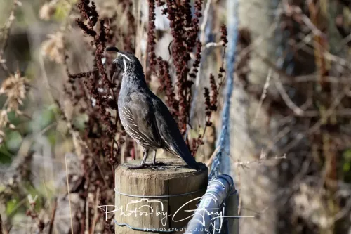 March 2025, New Zealand South Island - Wanaka - California Quail