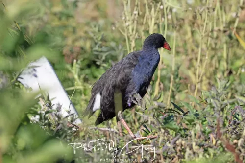 IMG_2941-March 2025, New Zealand South Island - Wanaka - Swamp Hen