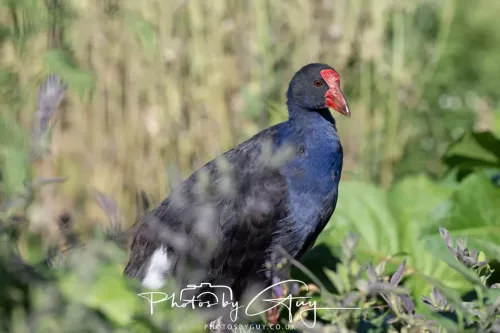 IMG_2941-March 2025, New Zealand South Island - Wanaka, Swamp Hen