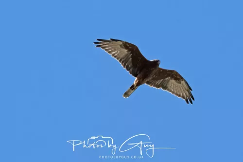 IMG_2941-March 2025, New Zealand South Island - Wanaka- Marsh Harrier