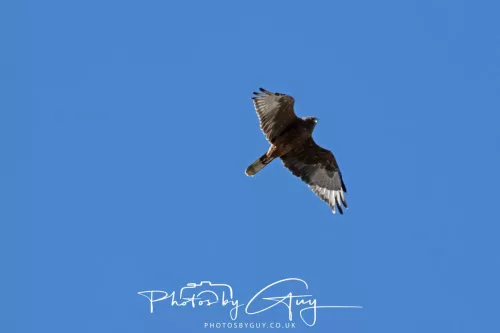 IMG_2941-March 2025, New Zealand South Island - Wanaka - Marsh Harrier