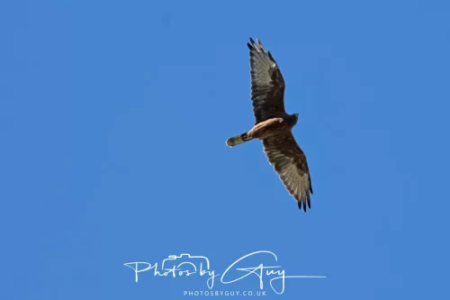 IMG_2941-March 2025, New Zealand South Island - Wanaka - Marsh Harrier