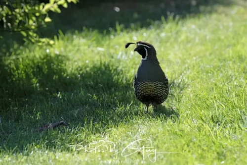 IMG_2941-March 2025, New Zealand South Island - Wanaka - California Quail