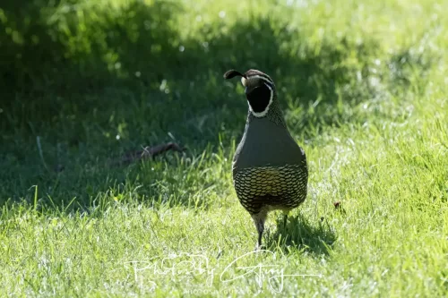 IMG_2941-March 2025, New Zealand South Island - Wanaka - California Quail
