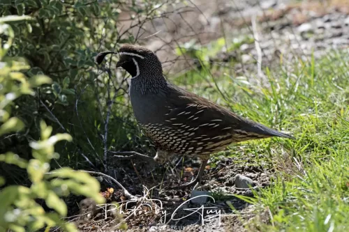 IMG_2941-March 2025, New Zealand South Island - Wanaka - California Quail