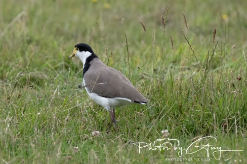11-13 March 2025, South Island, New Zealand, Caitlin's - Masked Lapwing