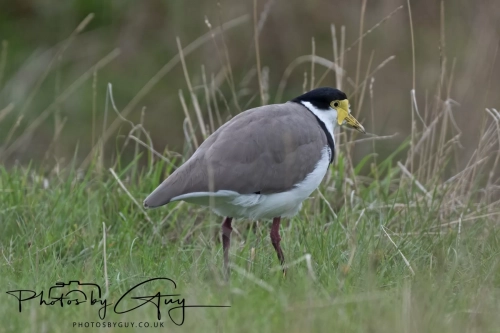11-13 March 2025, South Island, New Zealand, Caitlin's - Masked Lapwing