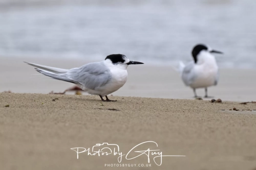 11-13 March 2025, South Island, New Zealand, Caitlin's - White fronted Terns