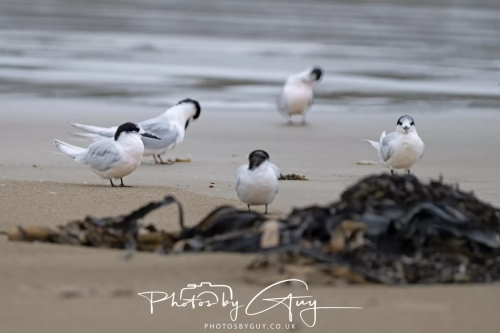 11-13 March 2025, South Island, New Zealand, Caitlin's - White fronted Terns