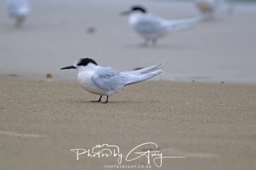11-13 March 2025, South Island, New Zealand, Caitlin's - White fronted Terns