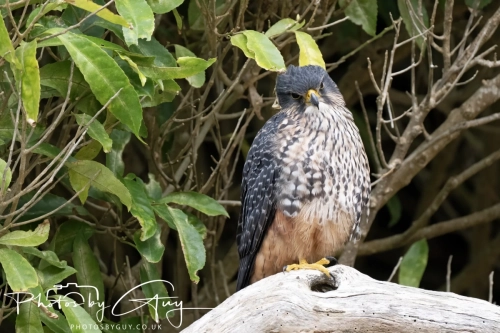 11-13 March 2025, South Island, New Zealand, Caitlin's - New Zealand Falcon