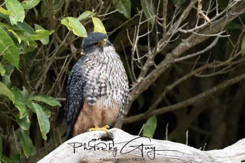 11-13 March 2025, South Island, New Zealand, Caitlin's - New Zealand Falcon