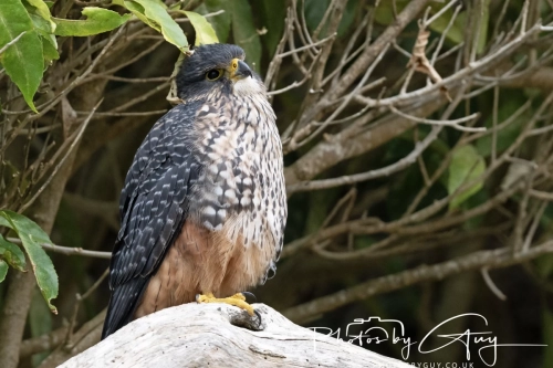 11-13 March 2025, South Island, New Zealand, Caitlin's - New Zealand Falcon