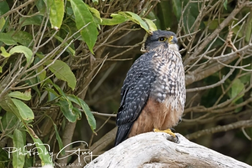 11-13 March 2025, South Island, New Zealand, Caitlin's - New Zealand Falcon