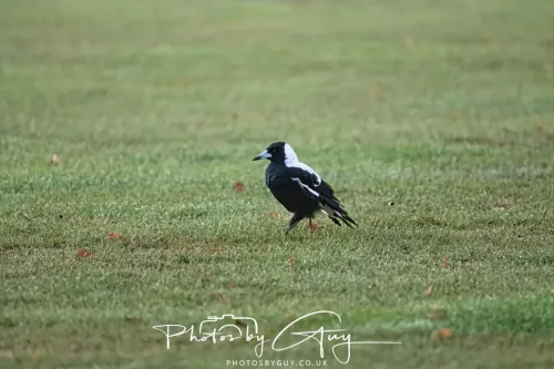 6 March 2025 Christchurch, New Zealand South Island, Magpie