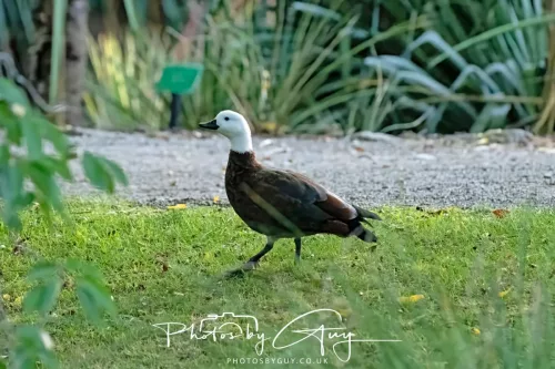 6 March 2025 Christchurch, New Zealand South Island, Southern Paradise Duck