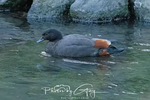 6 March 2025 Christchurch, New Zealand South Island, Southern Paradise Shell Duck