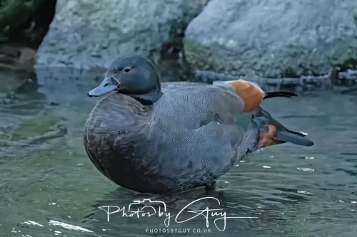 6 March 2025 Christchurch, New Zealand South Island, Southern Paradise Shell Duck