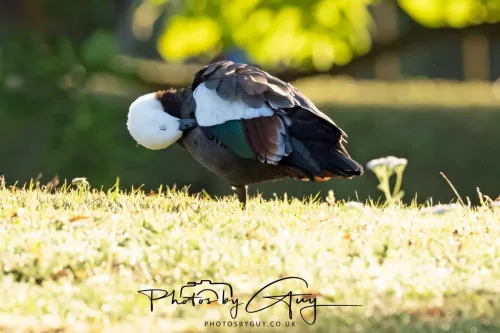 6 March 2025 Christchurch, New Zealand South Island, Southern Paradise Shell Duck