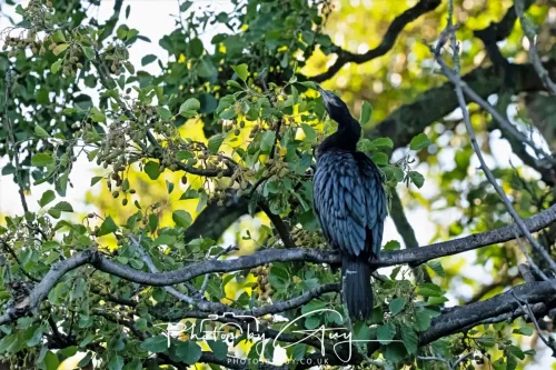 6 March 2025 Christchurch, New Zealand South Island, Black Shag