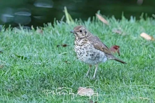 6 March 2025 Christchurch, New Zealand South Island, Song Thrush