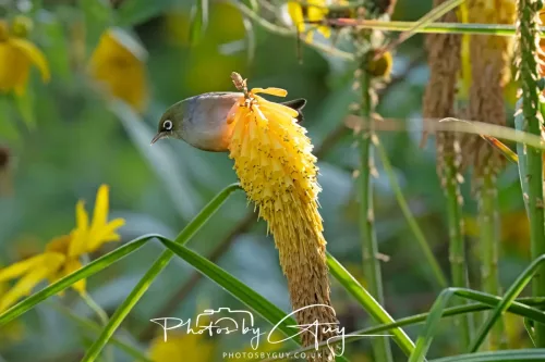 6 March 2025 Christchurch, New Zealand South Island, Silvereye