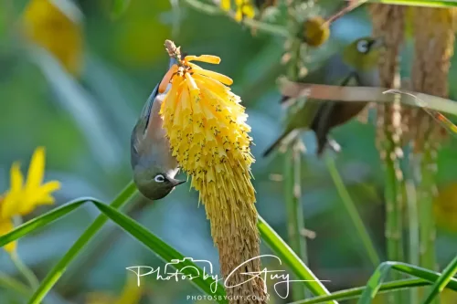 6 March 2025 Christchurch, New Zealand South Island, Silvereye