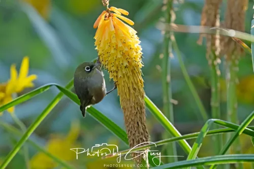 6 March 2025 Christchurch, New Zealand South Island, Silvereye