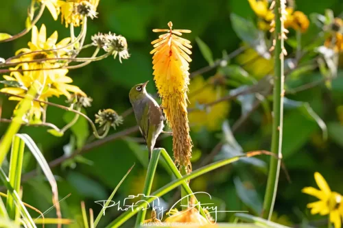 6 March 2025 Christchurch, New Zealand South Island, Silvereye