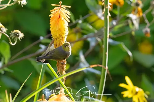 6 March 2025 Christchurch, New Zealand South Island, Silvereye