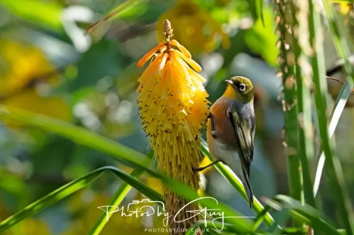 6 March 2025 Christchurch, New Zealand South Island, Silvereye